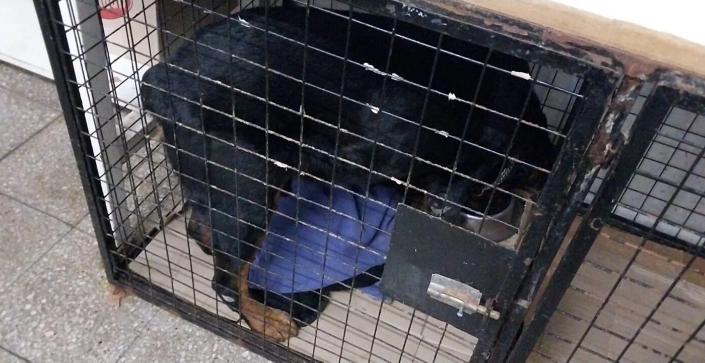 Zona oeste: un perro rottweiler fue retenido tras morder a una vecina | Rosario y la región