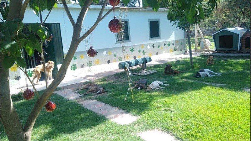 Una protectora de animales fue blanco de cuatro robos en un mes | Rosario y la región