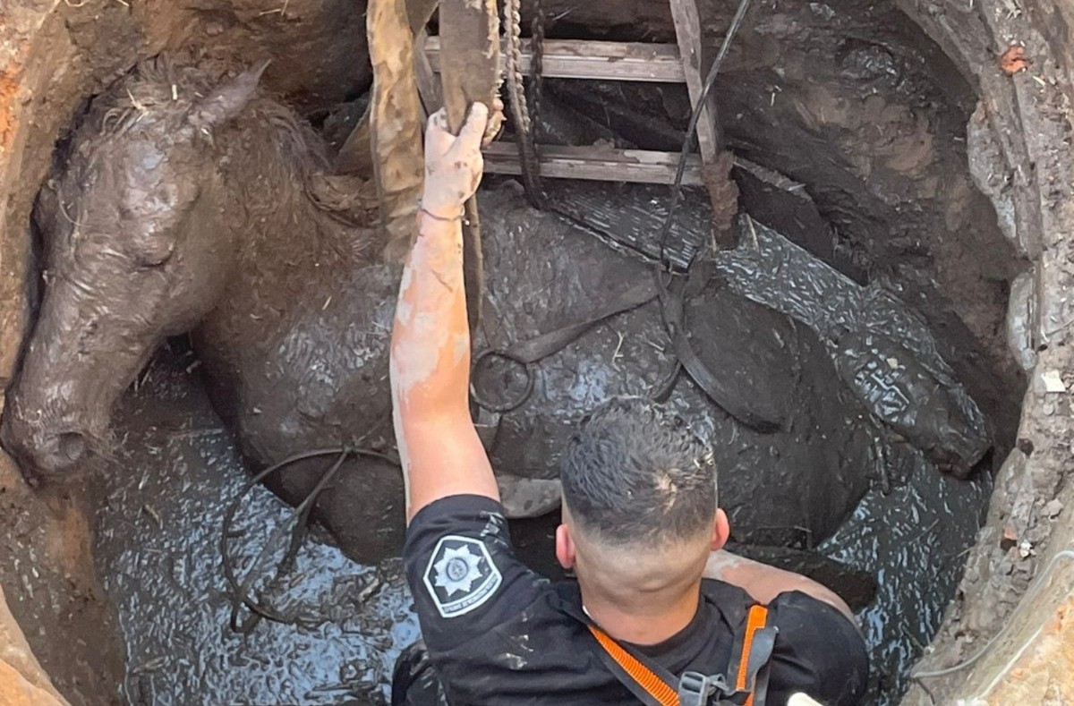 Rescataron a un caballo que cayó en un pozo en la zona norte | Rosario y la región