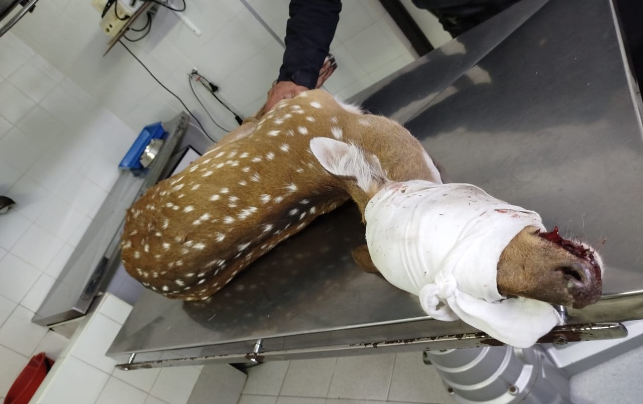 Rescataron a un ciervo herido en San Lorenzo | Rosario y la región