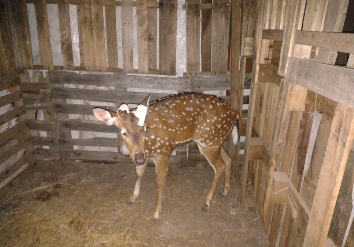 Rescataron un ciervo en Timbúes | Rosario y la región
