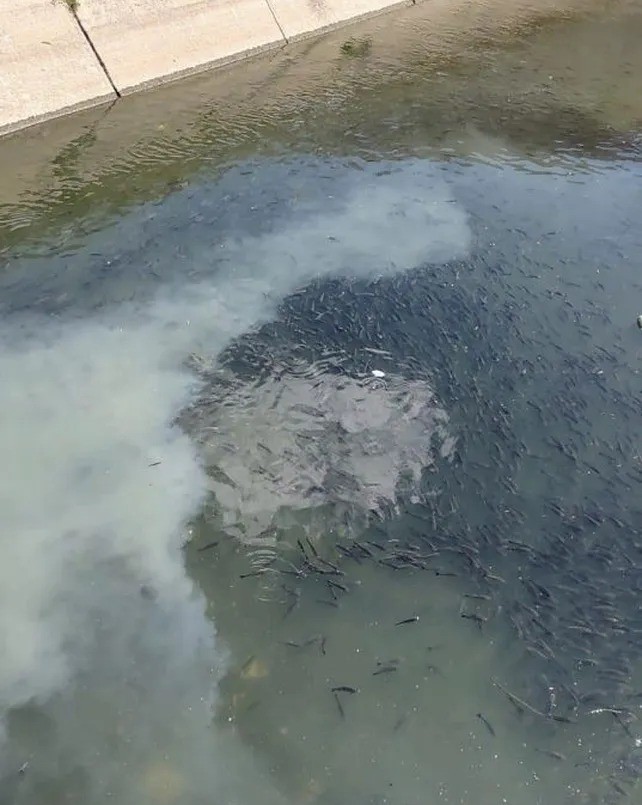 Contaminación en el arroyo Ludueña: “el Ludueña no es una cloaca, es un arroyo y un humedal” | Rosario y la región