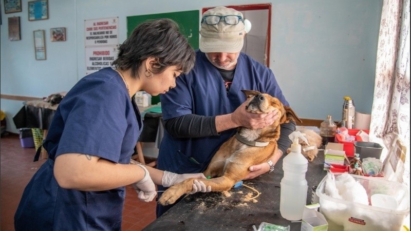 La Municipalidad castrará 150 perros y gatos este sábado con turno | Rosario y la región