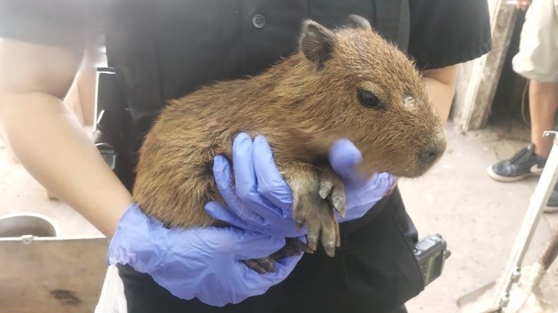 Rescatan animales autóctonos en una vivienda de zona oeste: 24 especies incautadas | Rosario y la región