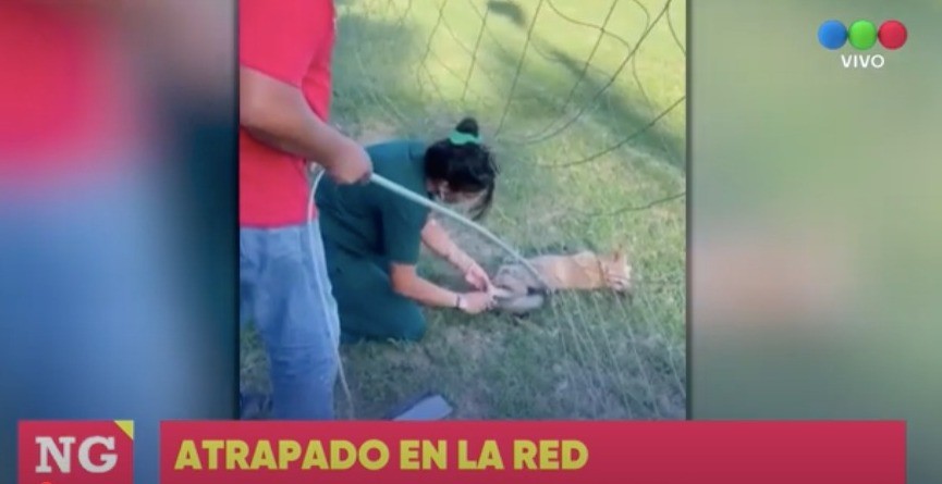 Rescataron a un zorro atrapado en la red de una cancha de fútbol | Rosario y la región