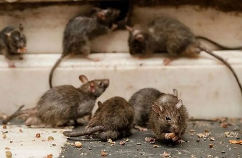 Tras la muerte de un menor por Hantavirus la provincia y el gobierno recordó las medidas de prevención | Rosario y la región