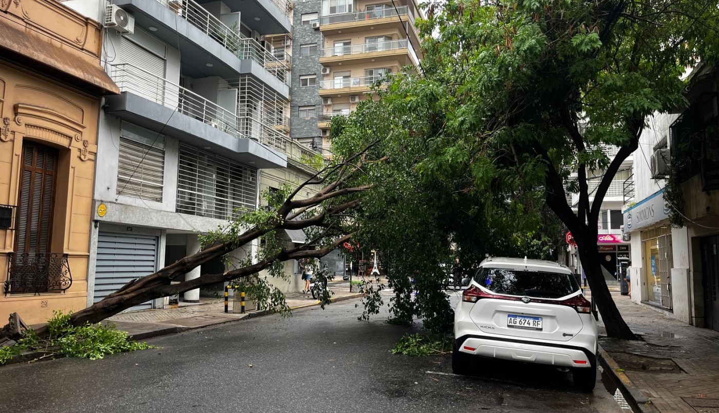 Un árbol de gran porte cayó y quedó suspendido por los cables en las calles Balcarce y Urquiza | Rosario y la región