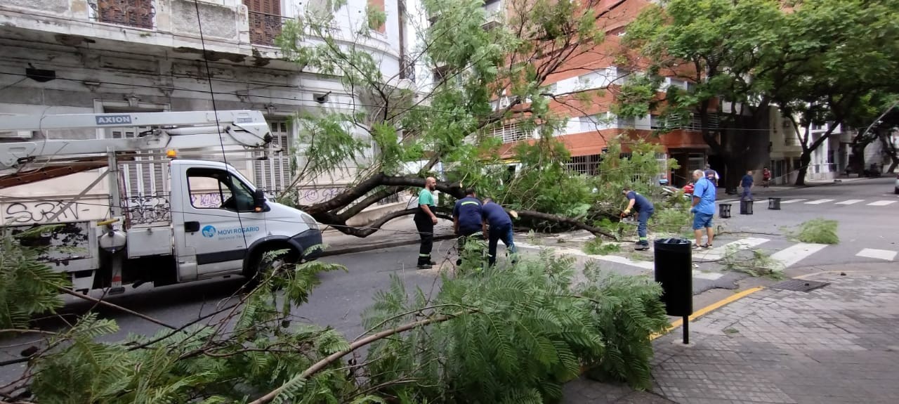 Se cayó un árbol de gran porte: interrumpió la circulación de la línea K | Rosario y la región