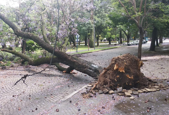 La tormenta causó estragos en la ciudad | Rosario y la región