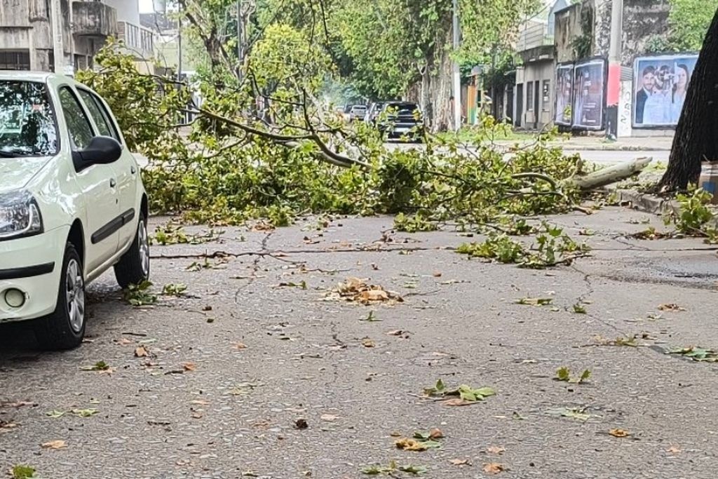 Fuerte temporal en Rosario: árboles caídos, cortes de luz y calles cortadas en diferentes zonas de la región | Rosario y la región