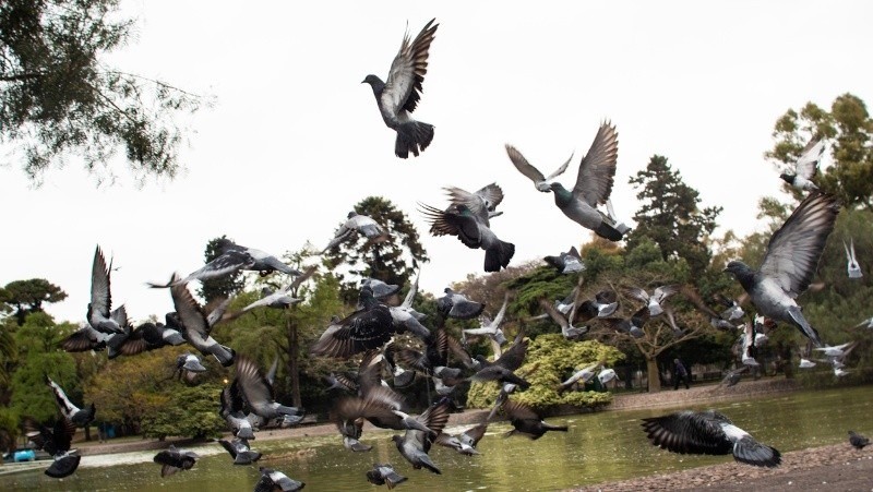 Invasión de palomas y aparición de aves rapaces en Rosario | Rosario y la región