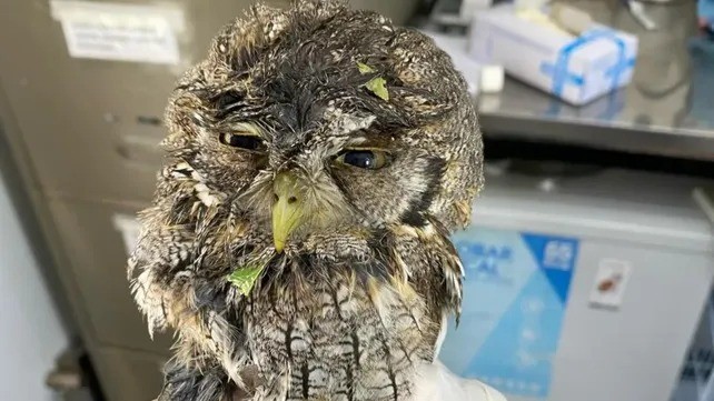 Refuerzan el personal para asistir a la fauna silvestre afectada por la tormenta | Rosario y la región