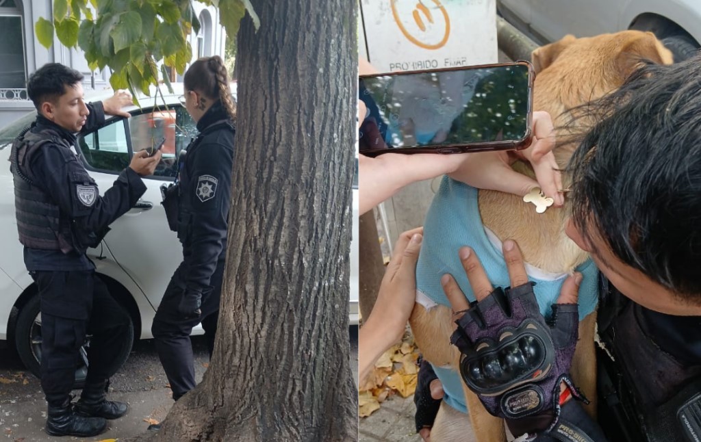 Rescataron a una perrita que estuvo encerrada por horas en un auto | Rosario y la región