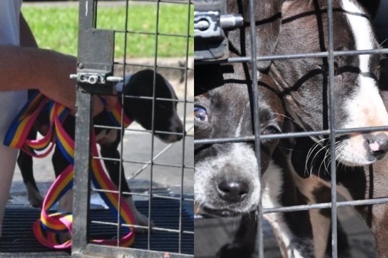 Rescataron dos cachorros abandonados en la zona sur de Rosario | Rosario y la región