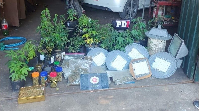 Robaron luces del alumbrado y cayeron por tener un vivero de marihuana | Rosario y la región