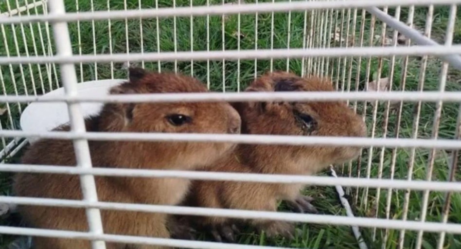 Operativo en Santa Fe: rescataron a dos crías de carpincho en una casa que vendía "milanesas de capibara" | Rosario y la región