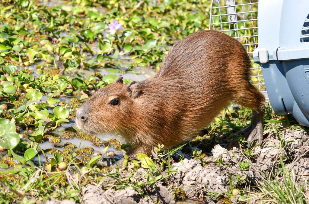 Liberaron carpinchos, comadrejas, un zorro pampeano y varias aves rescatadas en Santa Fe | Rosario y la región