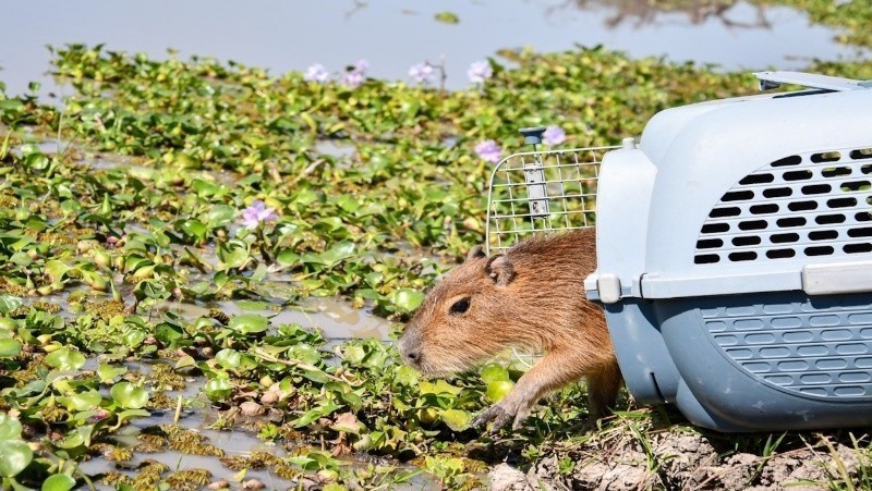 La Provincia liberó más de 350 animales silvestres en lo que va del 2025 | Rosario y la región