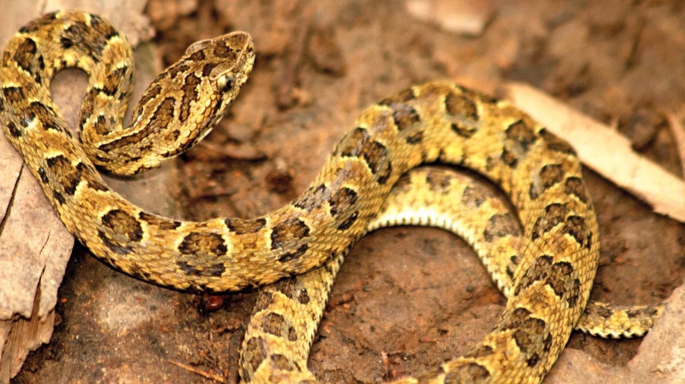 Preocupación en Rosario por la aparición de víboras durante las vacaciones de invierno | Rosario y la región