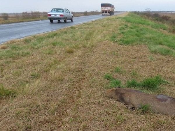 Hallaron 32 animales muertos en la ruta Rosario-Victoria | Rosario y la región