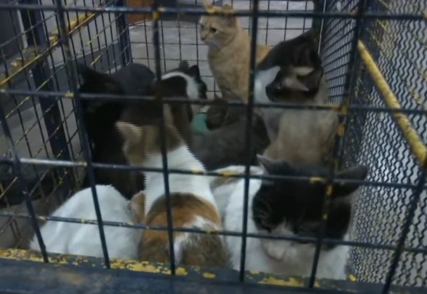 Tragedia en un refugio: incendio por una estufa dejó cinco gatitos muertos y varios heridos | Rosario y la región