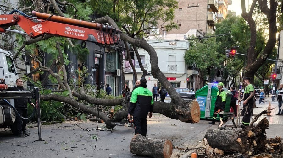Un árbol se desplomó en pleno centro de Rosario y aplastó un auto estacionado | Rosario y la región