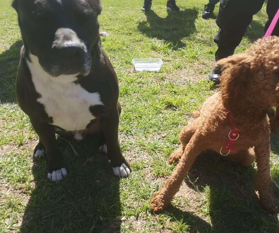 Rescataron a dos perros encerrados en un auto en el estacionamiento de un supermercado | Rosario y la región