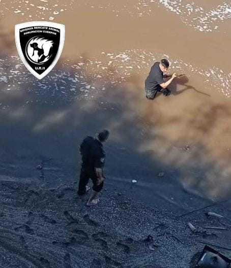 Rescate exitoso en el Saladillo: la Brigada Ecológica salvó a un perro que cayó al arroyo | Rosario y la región