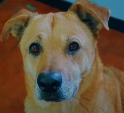 Mendoza al 4800: un cadete de delivery atropelló a Caco en la bicisenda y lo abandonó | Rosario y la región