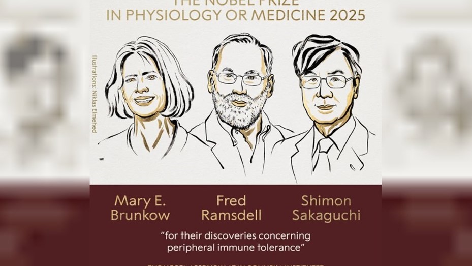 El premio Nobel de Medicina 2025 fue otorgado a Mary E. Brunkow, Fred Ramsdell y Shimon Sakaguchi | Internacionales