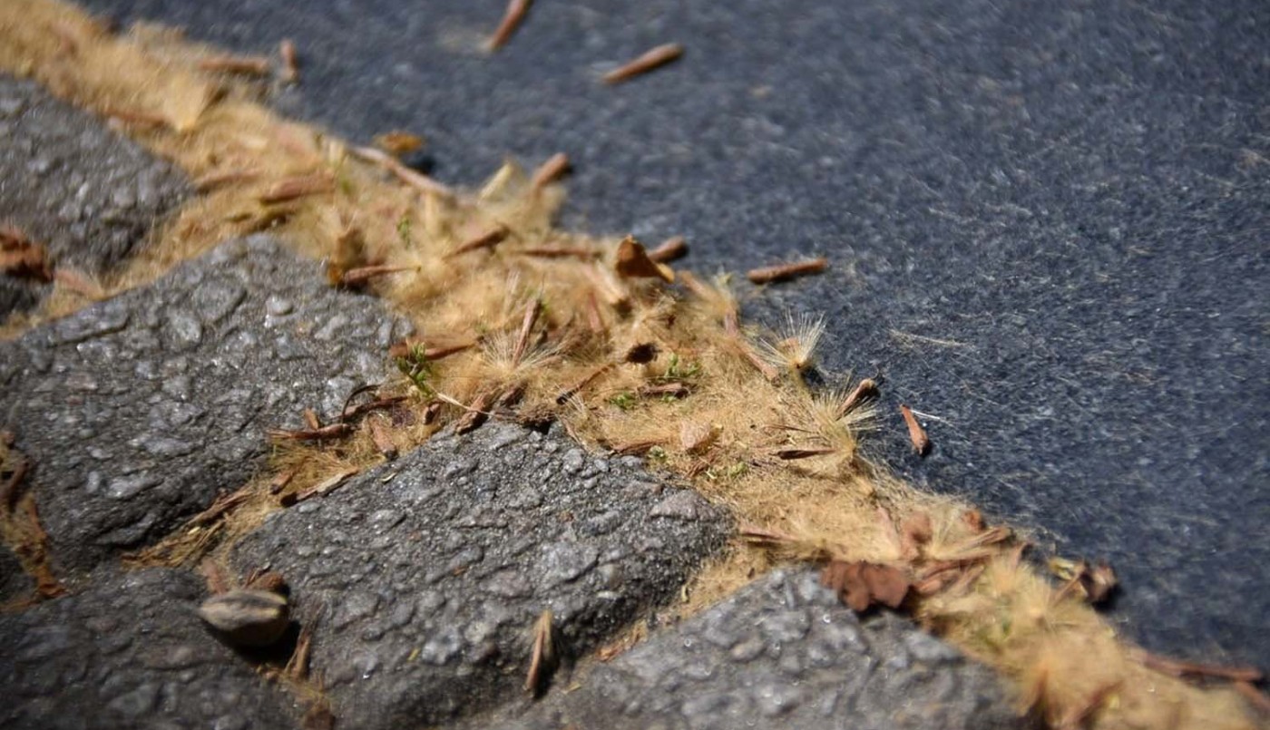 Primavera en Rosario: cómo protegerse de la pelusa de los plátanos | Rosario y la región