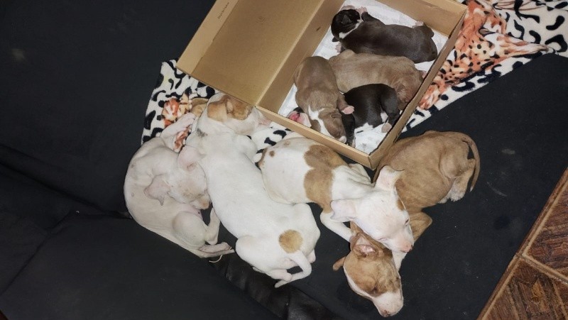 Rescataron a 13 perros en estado de abandono tras una denuncia por amenazas | Rosario y la región