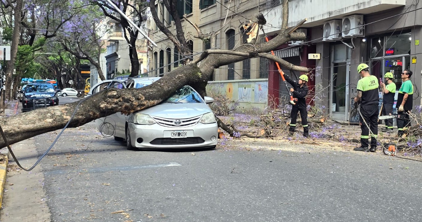 Un enorme árbol cayó sobre un auto en pleno centro | Rosario y la región
