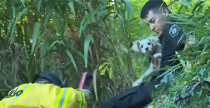 Rescataron a Maruca: una cachorra que se perdió tras asustarse por pirotecnia | Rosario y la región