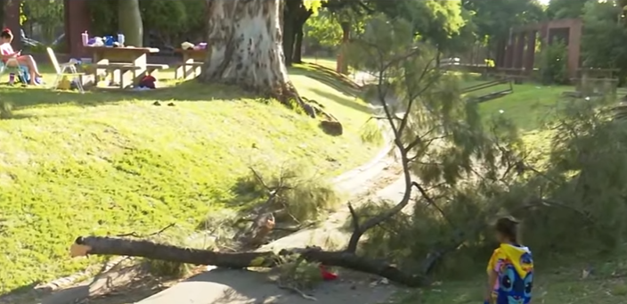 Cayó una rama de tres metros en el Polideportivo Saladillo: tres heridos | Rosario y la región