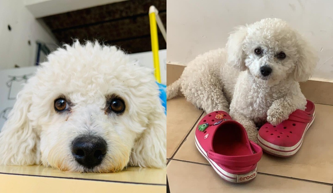 Buscan intensamente a Toti, un caniche que se perdió en Echesortu | Rosario y la región