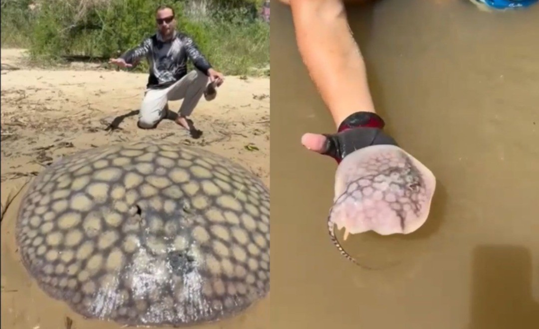 Pescaron una raya gigante en el Río Paraná que dio a luz a 16 crías | Rosario y la región