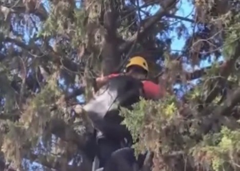 Rescataron a una gata atrapada en la cima de un pino de 20 metros de altura | Rosario y la región