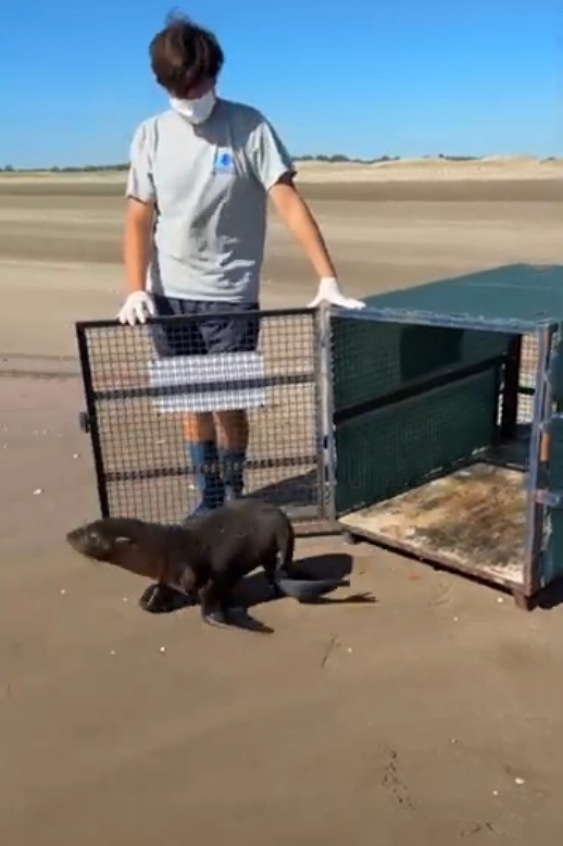 Rescataron un lobo marino tras una grave herida en el cuello | Información General