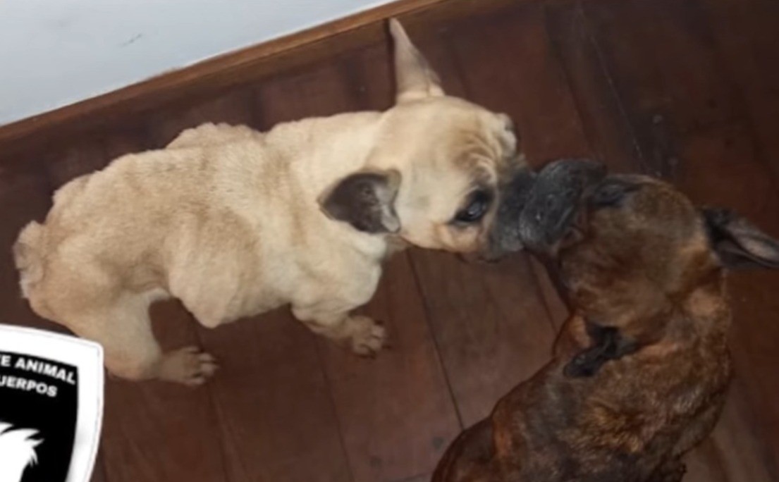 Maltrato animal: rescataron a dos bulldogs con desnutrición severa | Rosario y la región