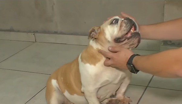 Buscan una familia para la bulldog francés abandonada | Rosario y la región