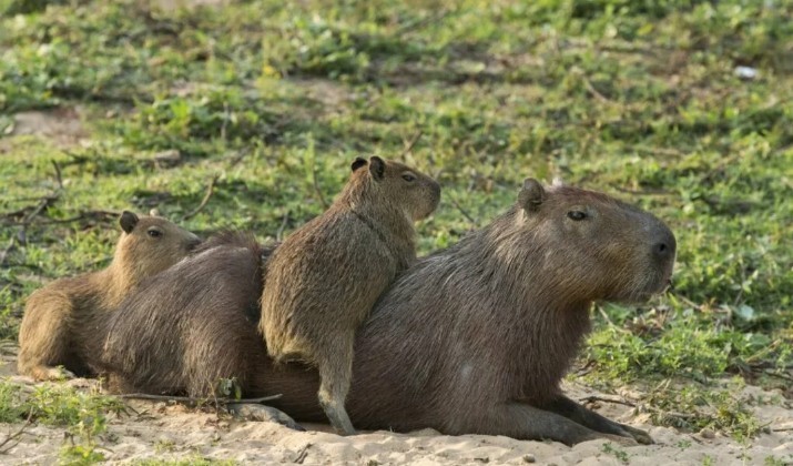 Desalojos de carpinchos en Nordelta generan denuncias por extracción “sin aviso” | Información General