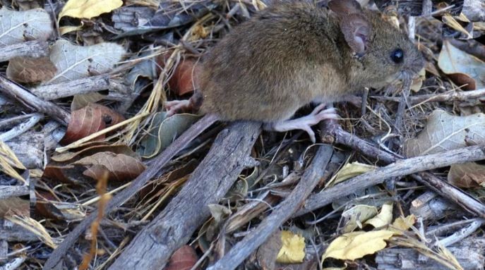 Alerta sanitaria en Salta: confirman 12 casos de hantavirus y cinco muertes | Información General
