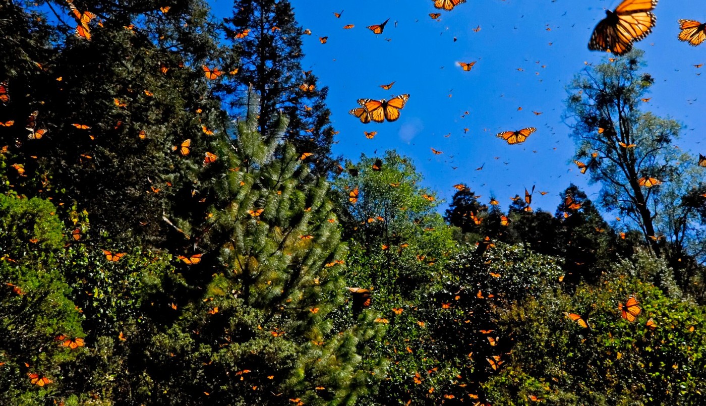 Mariposas: los insectos que “saborean” con sus patas | Curiosidades