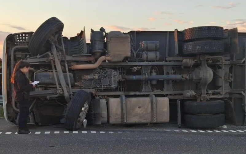 Pergamino: volcó un camión con ganado en la Ruta 8, murió el conductor y vecinos faenaron animales | Información General