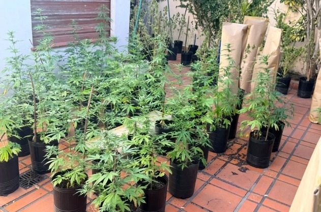 Detuvieron a un hombre que quiso robar marihuana en una casa con más de 100 plantas en Parque Chacabuco | Información General