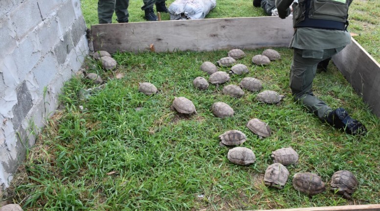 Rafaela: Gendarmería rescató 150 tortugas y 100 loros que viajaban ocultos en un camión | Información General
