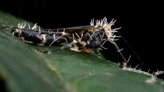 Hongos que controlan insectos: el fenómeno natural que estudia la ciencia