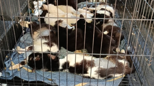 Zona noroeste: el municipio intervino y rescató 33 gatos en condiciones de abandono