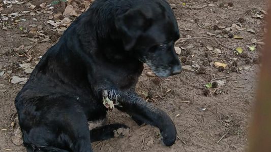 El municipio solicitó una investigación penal por un maltrato animal